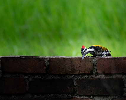 Free Lesser Goldenback Woodpecker Woodpecker photo and picture