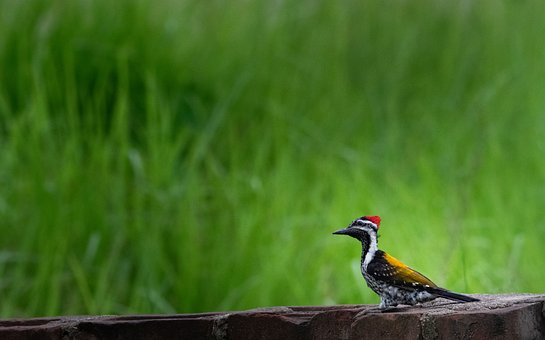 Free Lesser Goldenback Woodpecker Woodpecker photo and picture