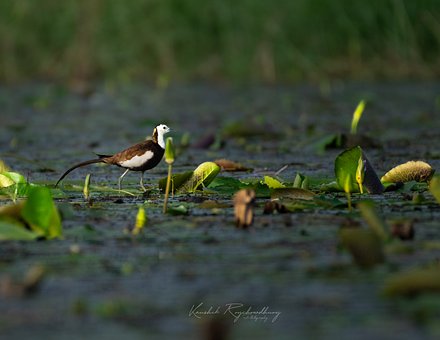 Free Pheasant-Tailed Jacana Jacana photo and picture