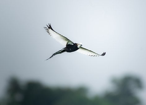 Free Pheasant-Tailed Jacana Jacana photo and picture