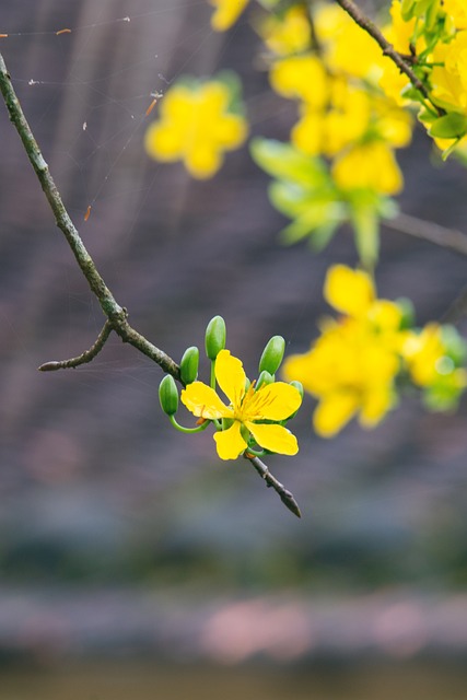 Aprikosenblüte, Feder, Natur, Altes Haus