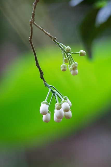 Grapefruitblüte, Pampelmusenblüte
