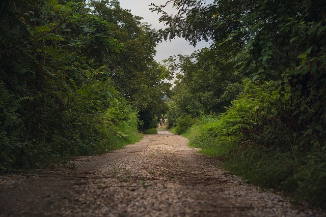 Free Forest Path photo and picture