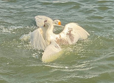 Schwan, Wasservogel, Tier, Gefieder