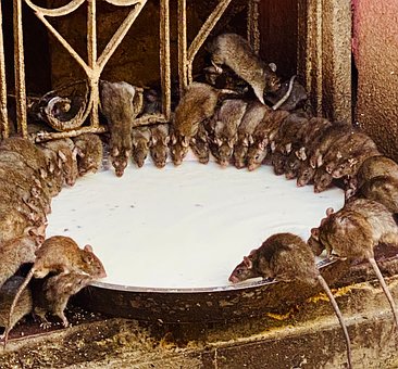 Rattentempel, Ratten, Nagetiere, Natur