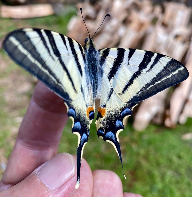 Falter, Schmetterling, Insekt, Natur