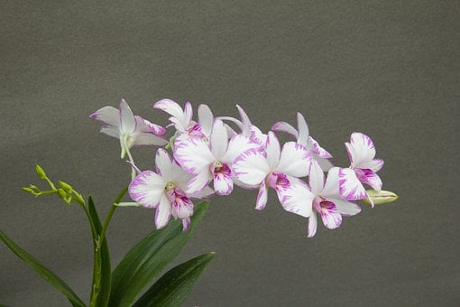 Dendrobium, Príroda