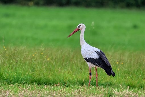 Weißstorch, Storch, Vogel, Klapperstorch