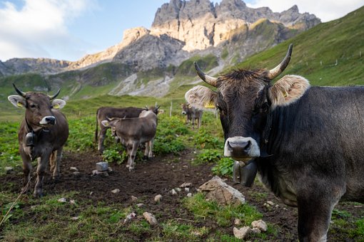 Vacas, Montañas, Alpes, Caminata