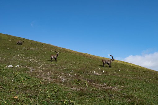 Montañas, Alpes, Piedras, Rock, Paisaje