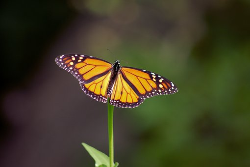 Monarchfalter, Sommer, Natur