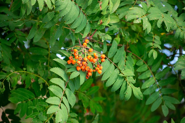 Free Fruit Tree photo and picture