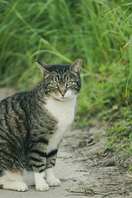 Free Cat Animal photo and picture