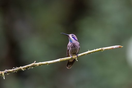 Kolibrík Hnedouchý, Kolibrík Delphinae