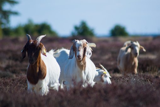 Cabra, Naturaleza, Animal, Mamífero