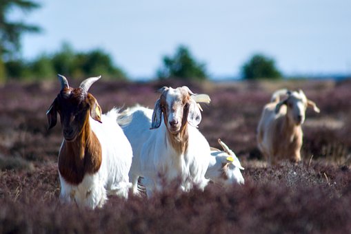 Cabra, Naturaleza, Animal, Mamífero
