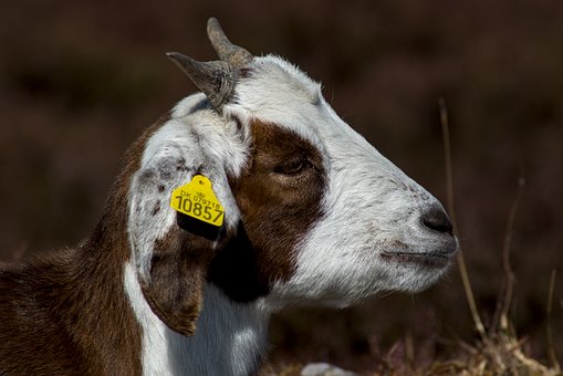 Cabra, Naturaleza, Animal, Mamífero