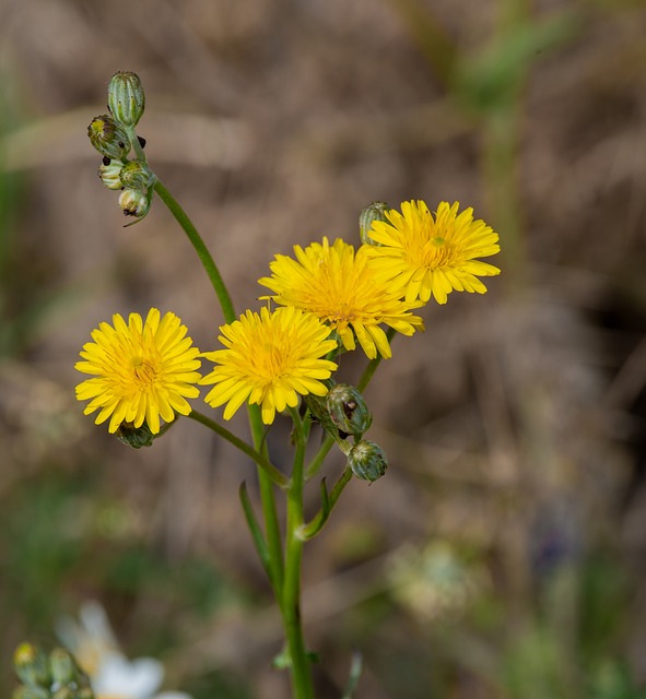 Natur, Pandekager, Urt, Mark, Blomster