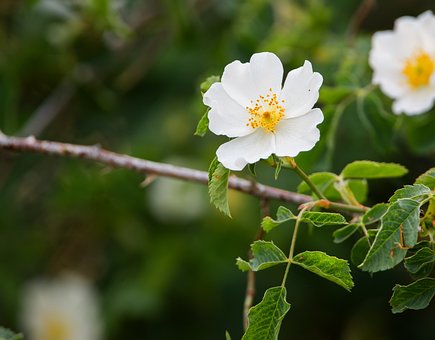 Rose, Natur, Flora, Plante, Blomster