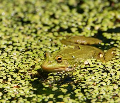 Pelophylax, Sapo, Anfíbia, Natureza