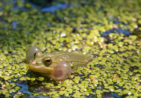 Pelophylax, Frog, Padde, Natur, Dam