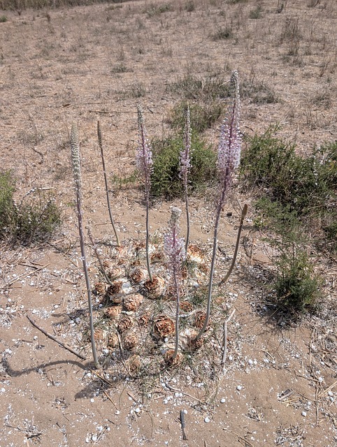 Free Sand Bulb photo and picture