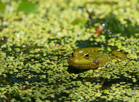 Frog, Natur, Dyr, Padde, Dam, Fauna