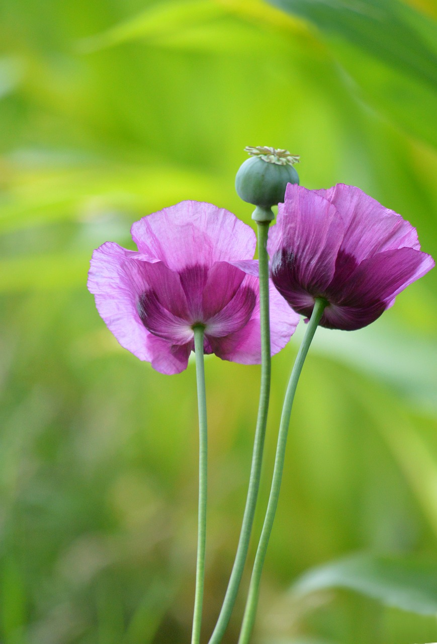Poppies Poppy Flowers Seed - Free photo on Pixabay