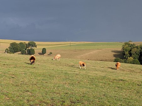 Free Cantal Cows photo and picture