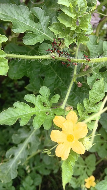 Free Watermelon Nature photo and picture