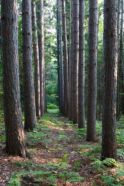 Free Trail Nature photo and picture