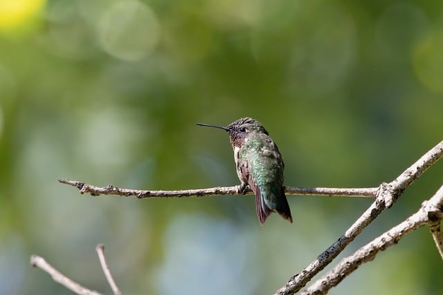 Free Hummingbird Small photo and picture