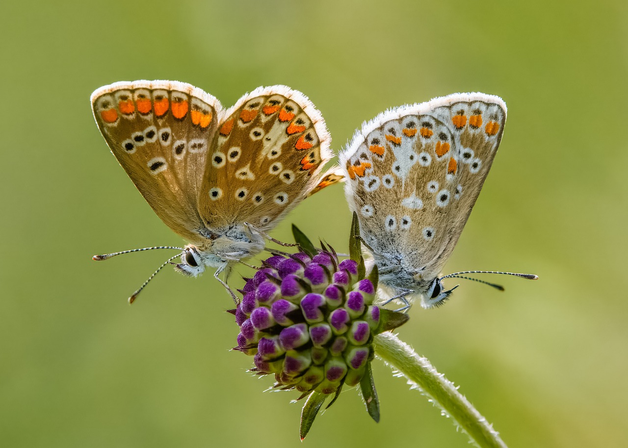 Butterflies Insects Nature - Free photo on Pixabay