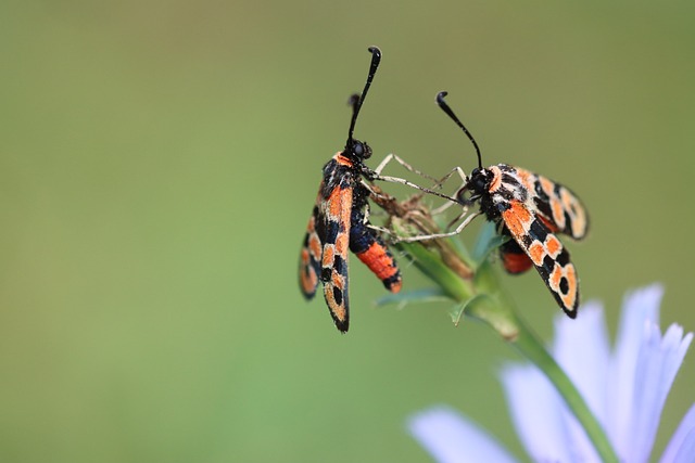 Free Burnet Insect photo and picture