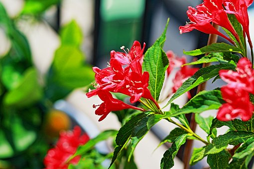Free Flowers Nature photo and picture