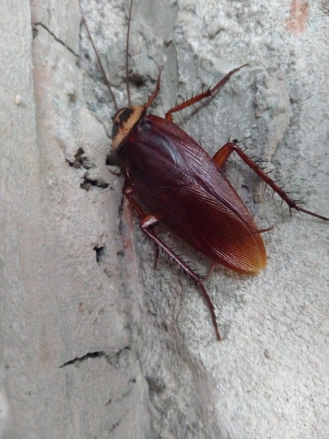 Kakerlak, Insekt, Natur, Bug, Dyr