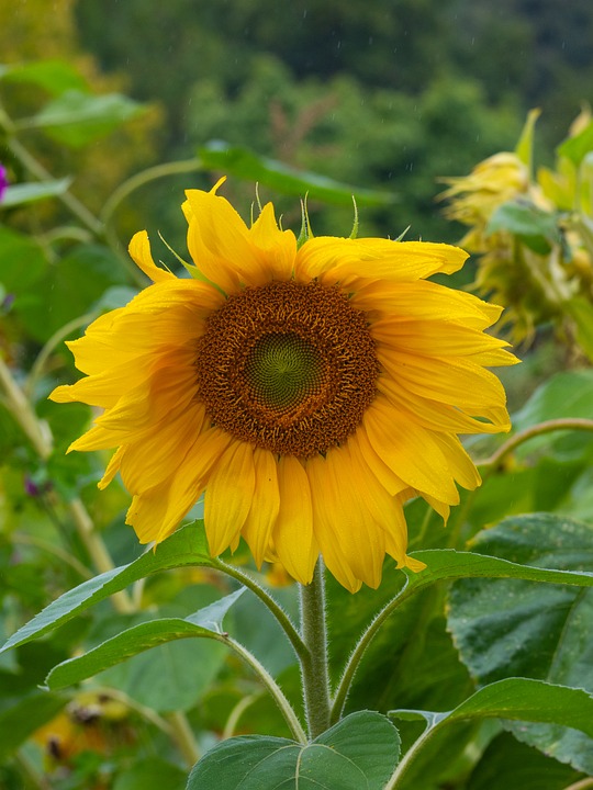 Sunflower Flower Plant Yellow - Free photo on Pixabay