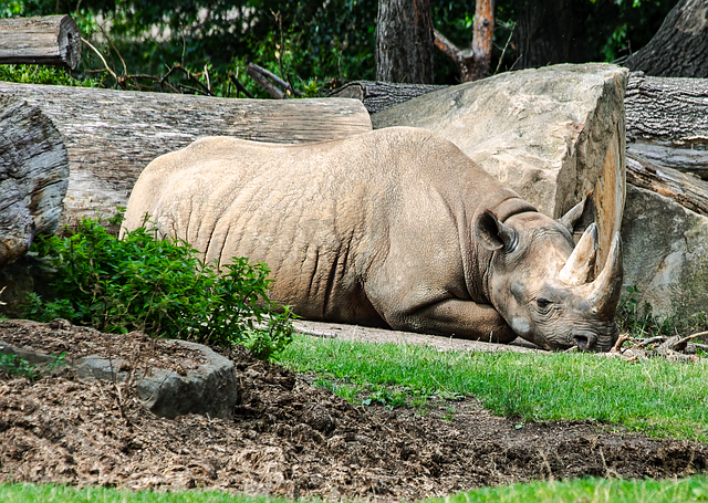 Zoo Showcase Mammals Rhino - Free photo on Pixabay