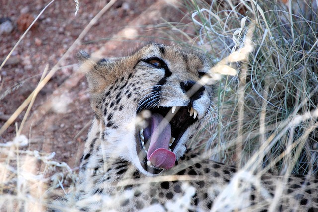Gepard, Tierwelt, Natur, Tier, Raubtier