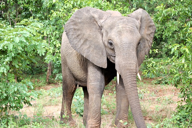Tier, Tierwelt, Afrika, Elefant, Baby