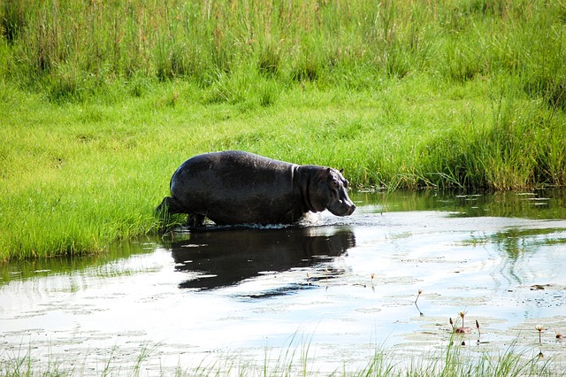 Tier, Tierwelt, Afrika, Natur, Nilpferd