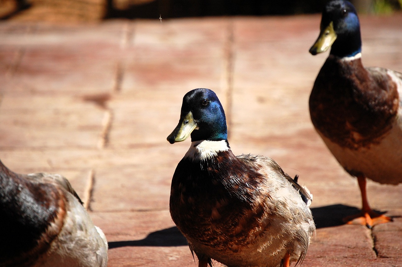 Pato Picture Pato Naturaleza Fauna Silvestre - Foto gratis en Pixabay