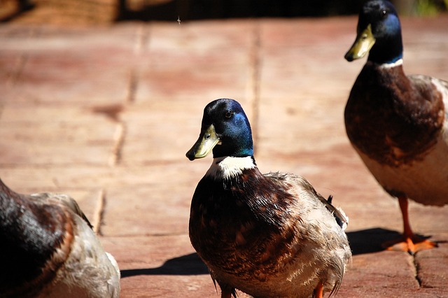 Ente, Natur, Tierwelt, Vogel, Tier