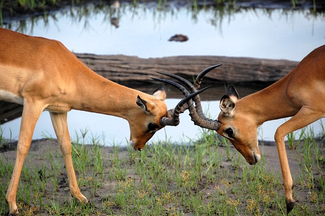 Impala, Tier, Tierwelt, Afrika