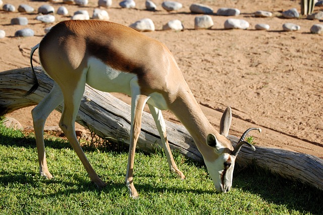 Impala, Tier, Tierwelt, Afrika, Namibia