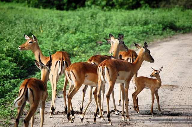 Impala, Tier, Tierwelt, Afrika