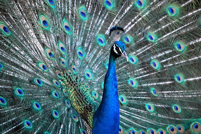 Pfau, Natur, Vogel, Federn, Tier, Muster