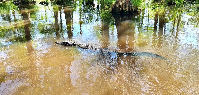 Bayou, Louisiana, Sumpf, Natur, Wasser