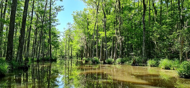 Bayou, Louisiana, Sumpf, Natur, Wasser