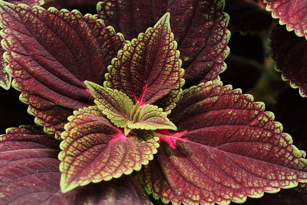 Plants - free online jigsaw puzzle photo